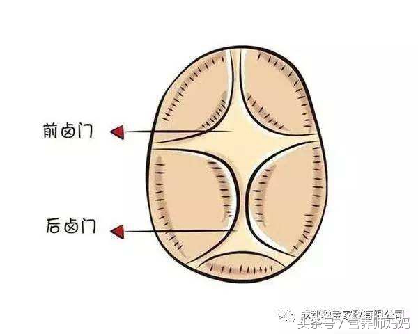 宝宝囟门闭合说明什么,宝宝囟门闭合得比较晚怎么办
