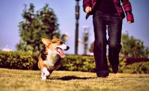 你是如何对待狗的,如果你打你家自己的狗会怎么样