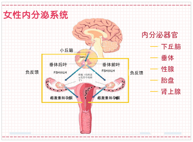 男性内分泌失调对生育的影响,防止内分泌失调平时要注意什么