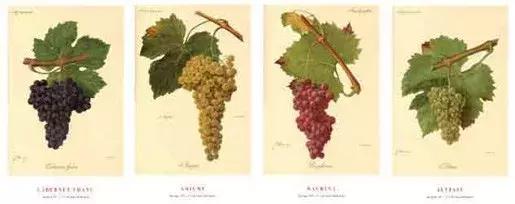 周杰伦喜欢的白葡萄酒,周杰伦喜欢喝什么酒