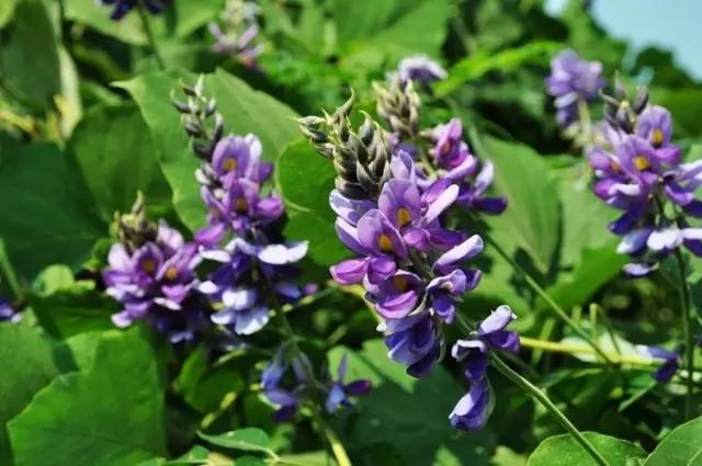 开春挖野菜教你轻松识别18种野菜,您知道春季最养肝护肝的野菜吗