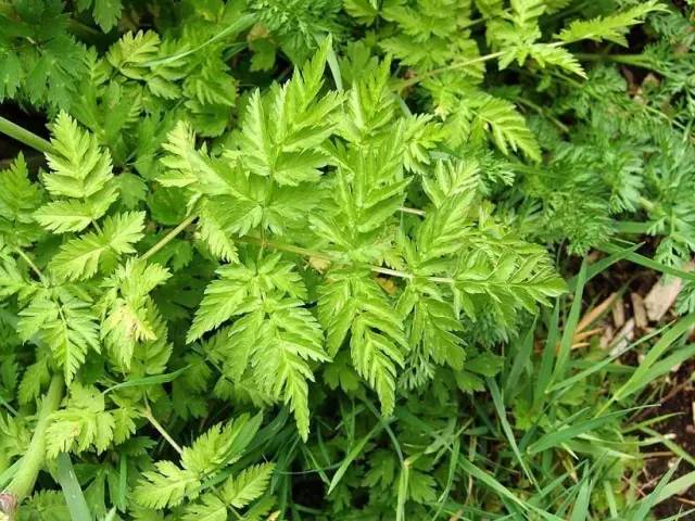 开春挖野菜教你轻松识别18种野菜,您知道春季最养肝护肝的野菜吗