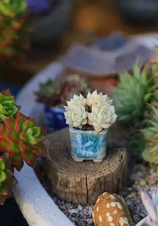 拇指盆栽欣赏,拇指小盆栽