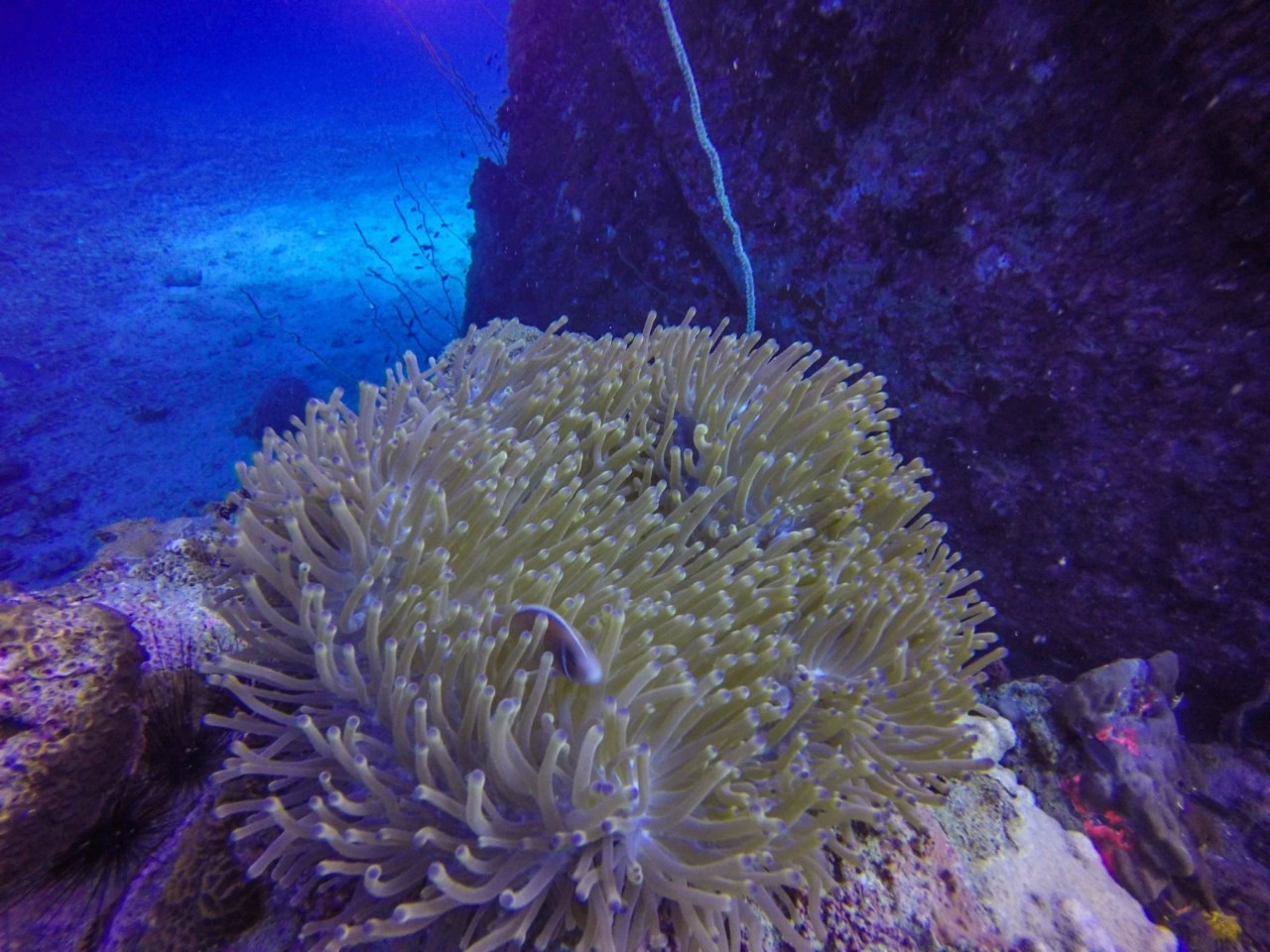 潜水零基础入门教程 (10个简单又可能被忽略的潜水技巧)