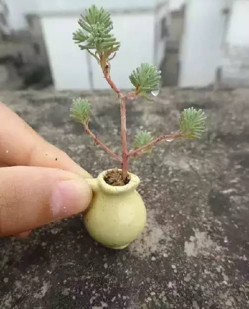 拇指盆栽欣赏,拇指小盆栽