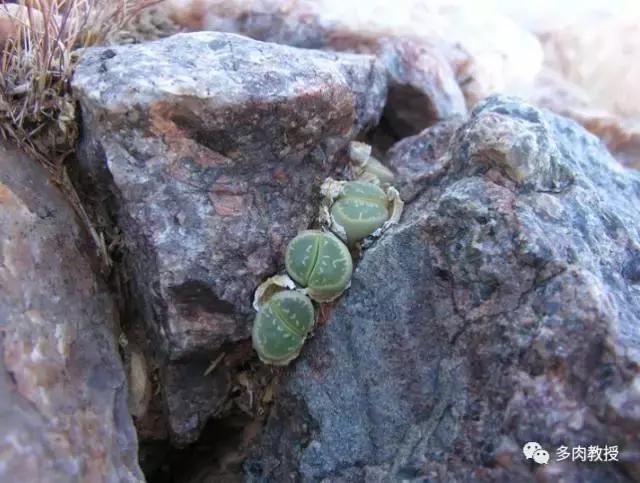 大连多肉在野外的生长环境,常见的一些多肉品种