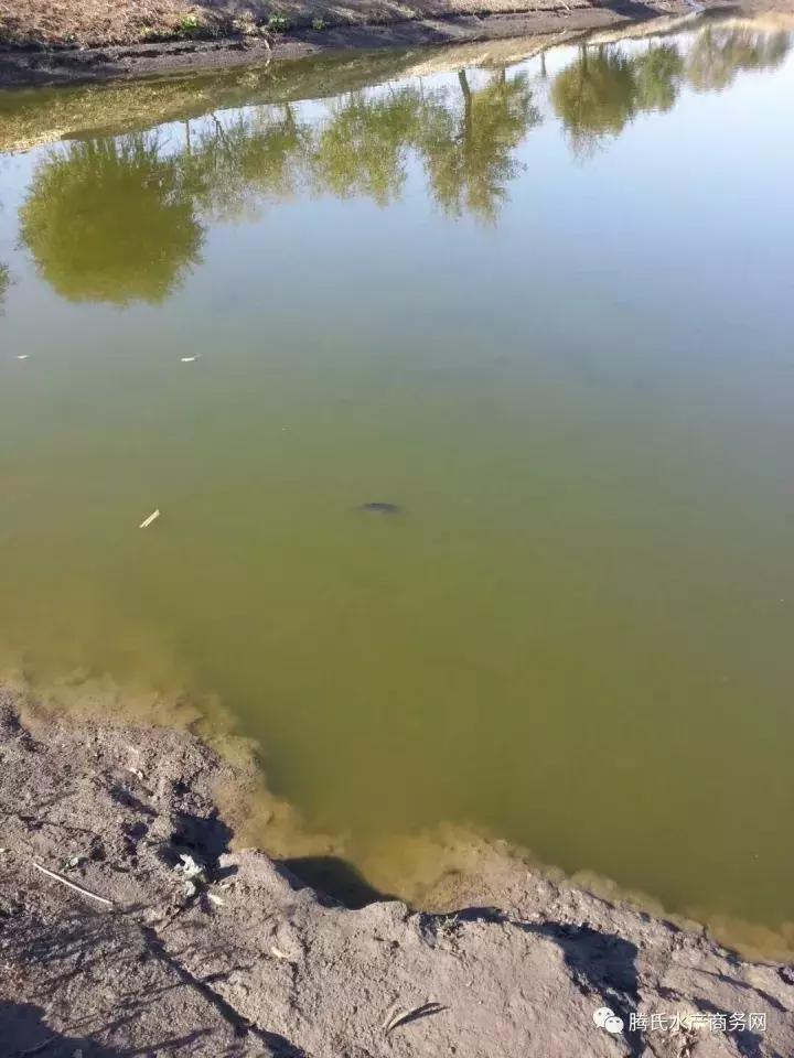 冬季锦鲤鱼病防治,鲤鱼越冬综合征怎么治疗