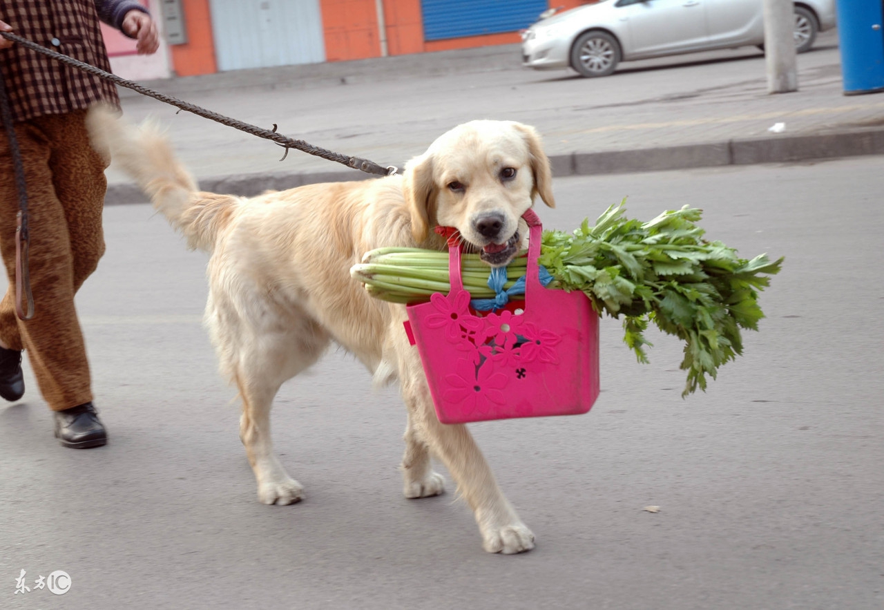 哈士奇不能吃什么食物,哈士奇可以随便吃东西吗