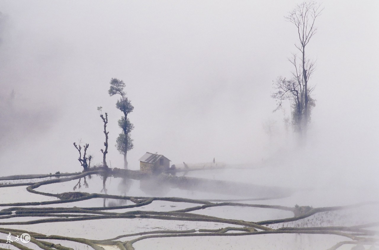 适应温差大的淡水观赏鱼,适合新手养的淡水观赏鱼