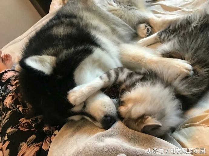 抱紧我你就不冷啦,暖心汪星人就是这么关心自己的主人!