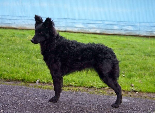 立耳黑狗是什么品种,白色带黑斑点的狗是什么品种