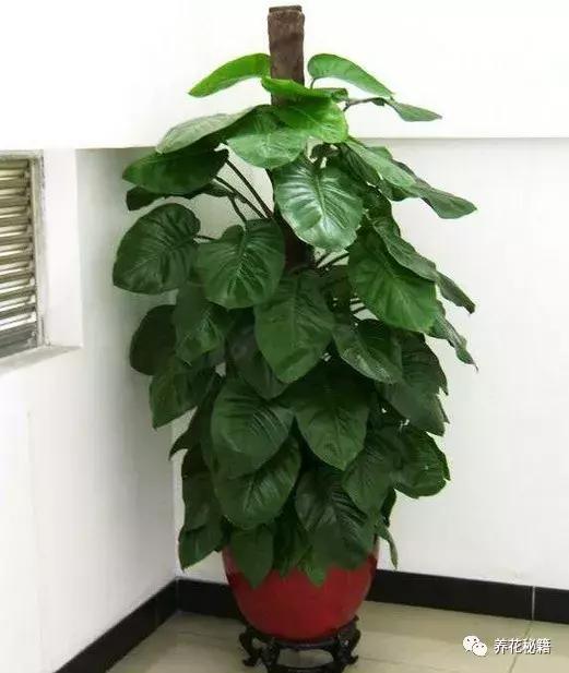 怎样养绿萝花知识大全,绿萝的数学知识