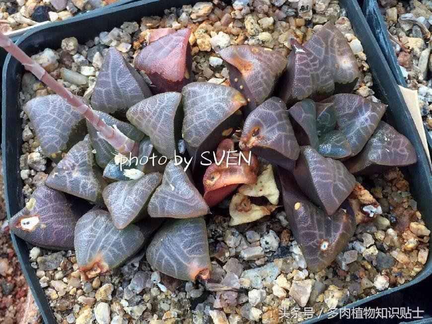 国外买多肉植物要小心了!这几点都是代购的坑