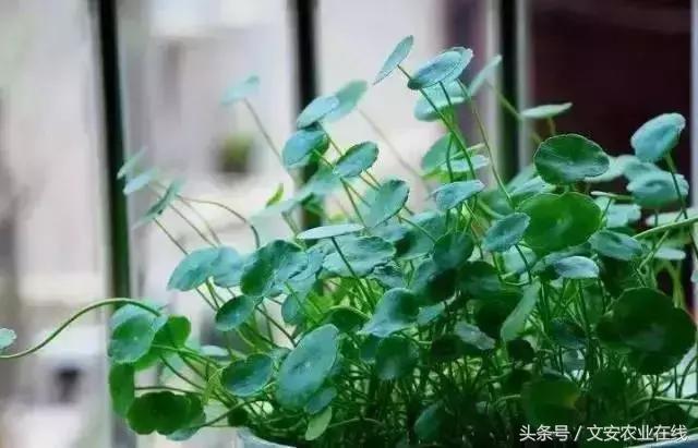 20种植物的形状和养护方法,植物不同时期的施肥