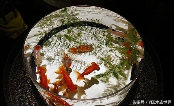 天气太冷金鱼冬眠怎么办,冬天怎么判断金鱼冬眠