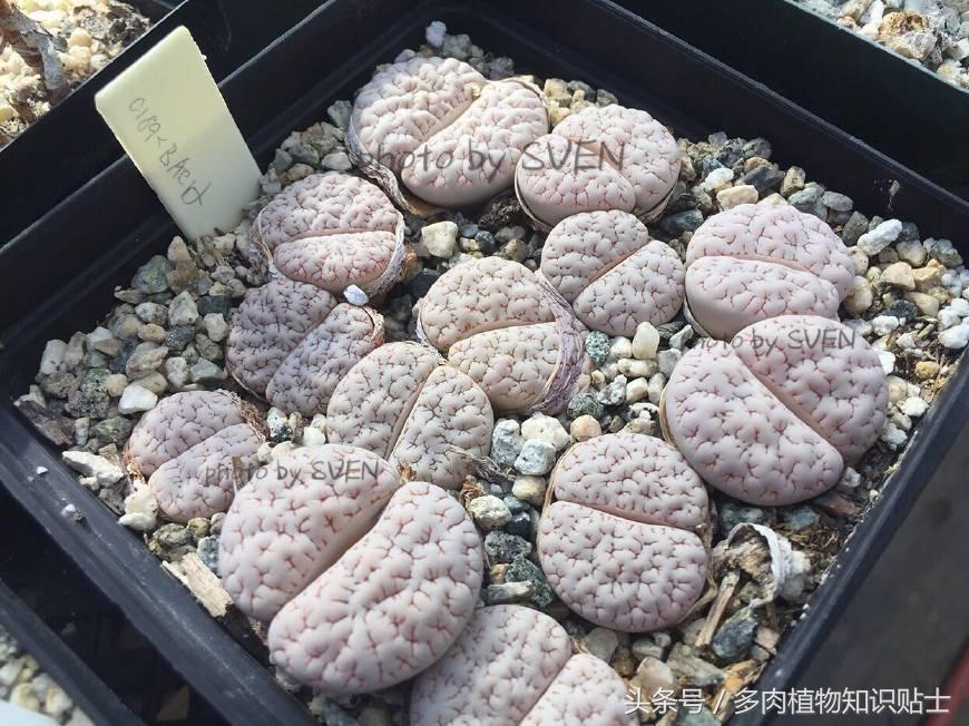 代购双十一值得买吗,多肉植物代购