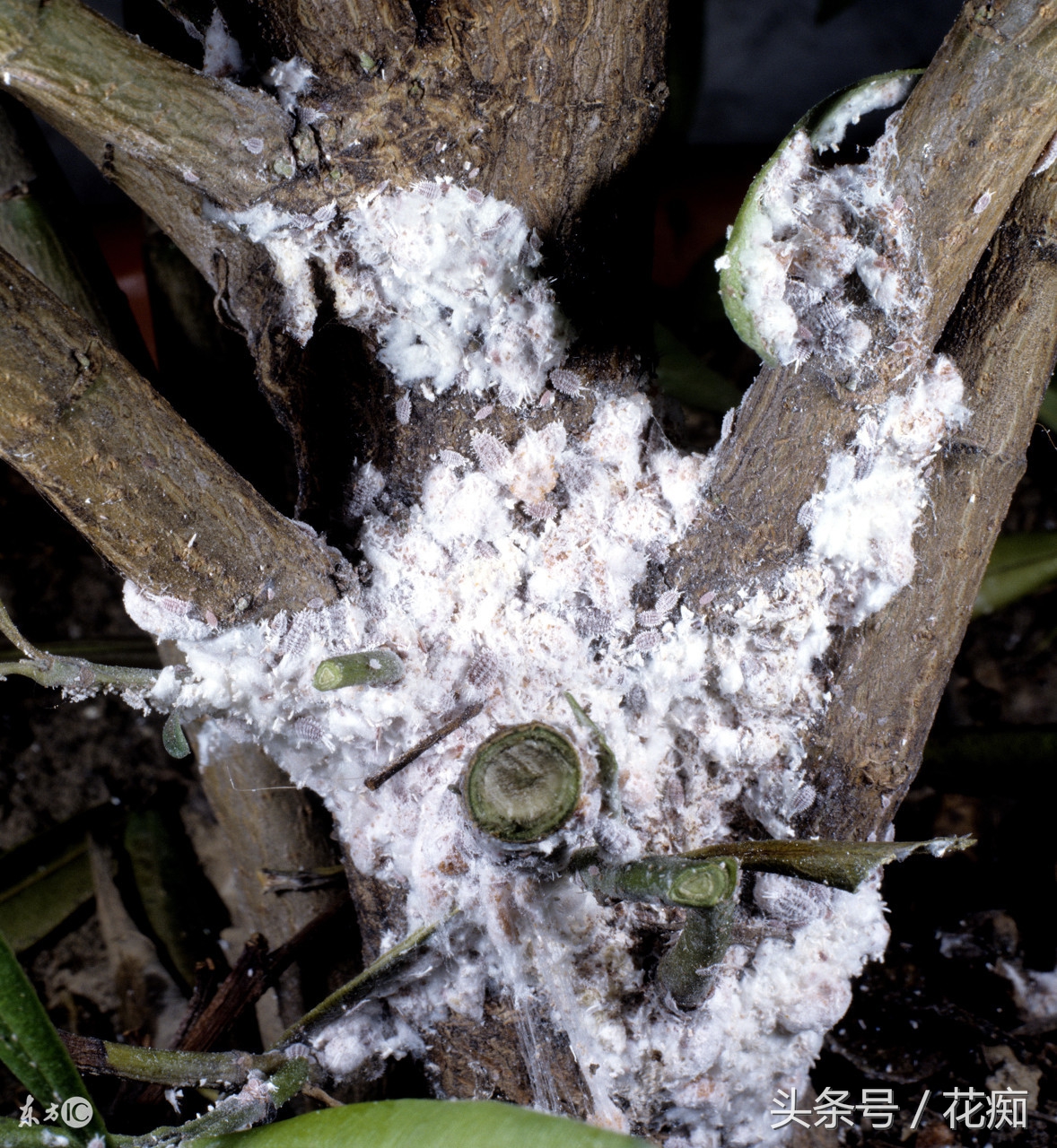 介壳虫黄叶怎么办,绿植介壳虫