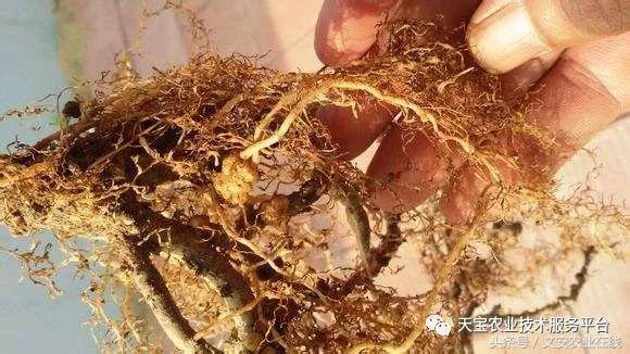 土壤中的线虫都是有害的吗,土壤虫害危害