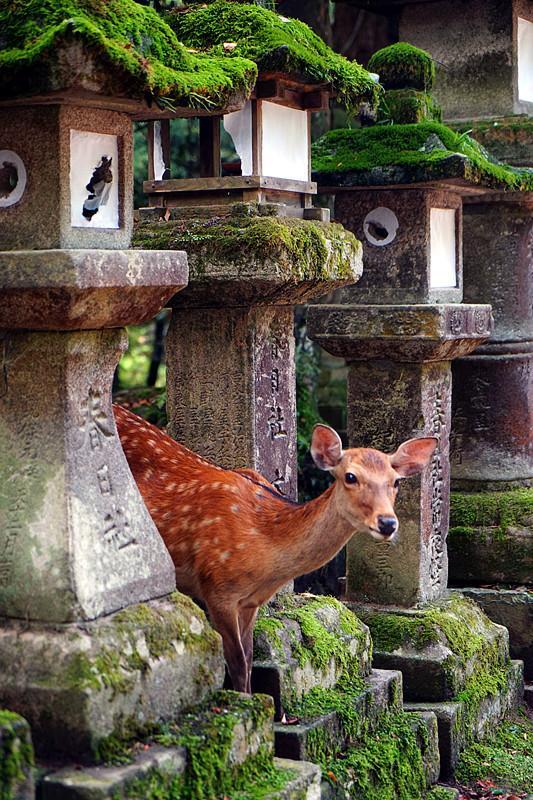 日本关西夏日赏——今夕传媒旅行家出品