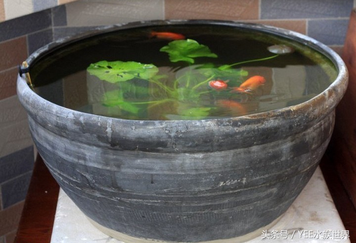 天气太冷金鱼冬眠怎么办,冬天怎么判断金鱼冬眠
