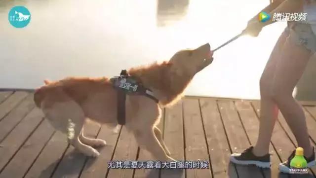 邻居说我家狗吓到他了怎么办,邻居狗咬人报警给警告处理吗