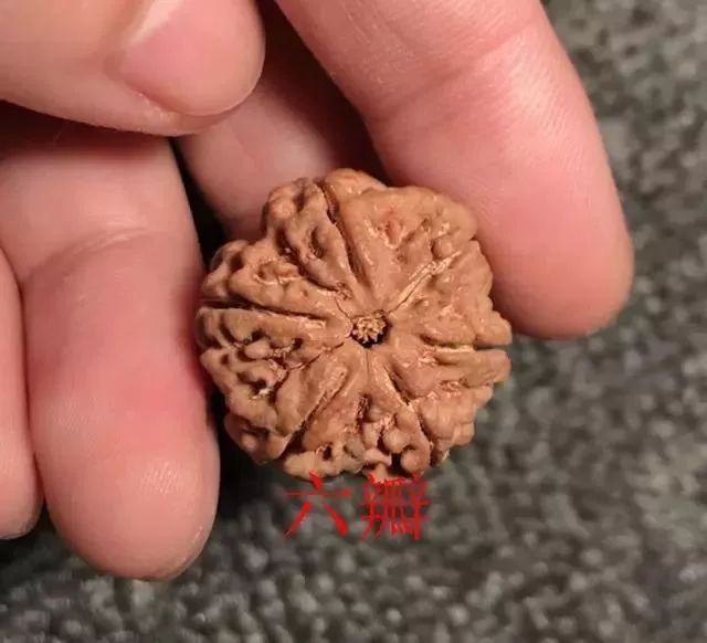 怎样区分打药的金刚菩提,金刚菩提怎么鉴别值钱