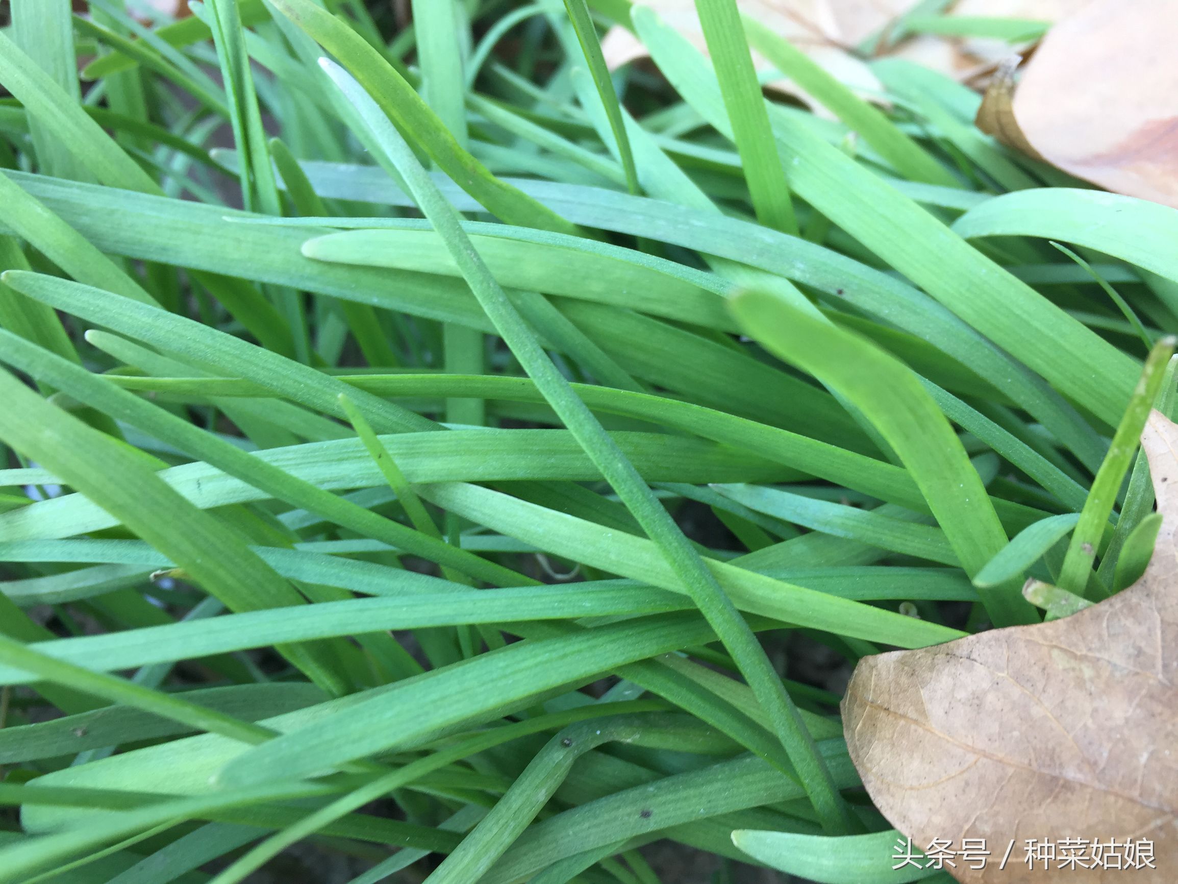 种的韭菜怎么能绿没干尖,韭菜干尖是什么原因