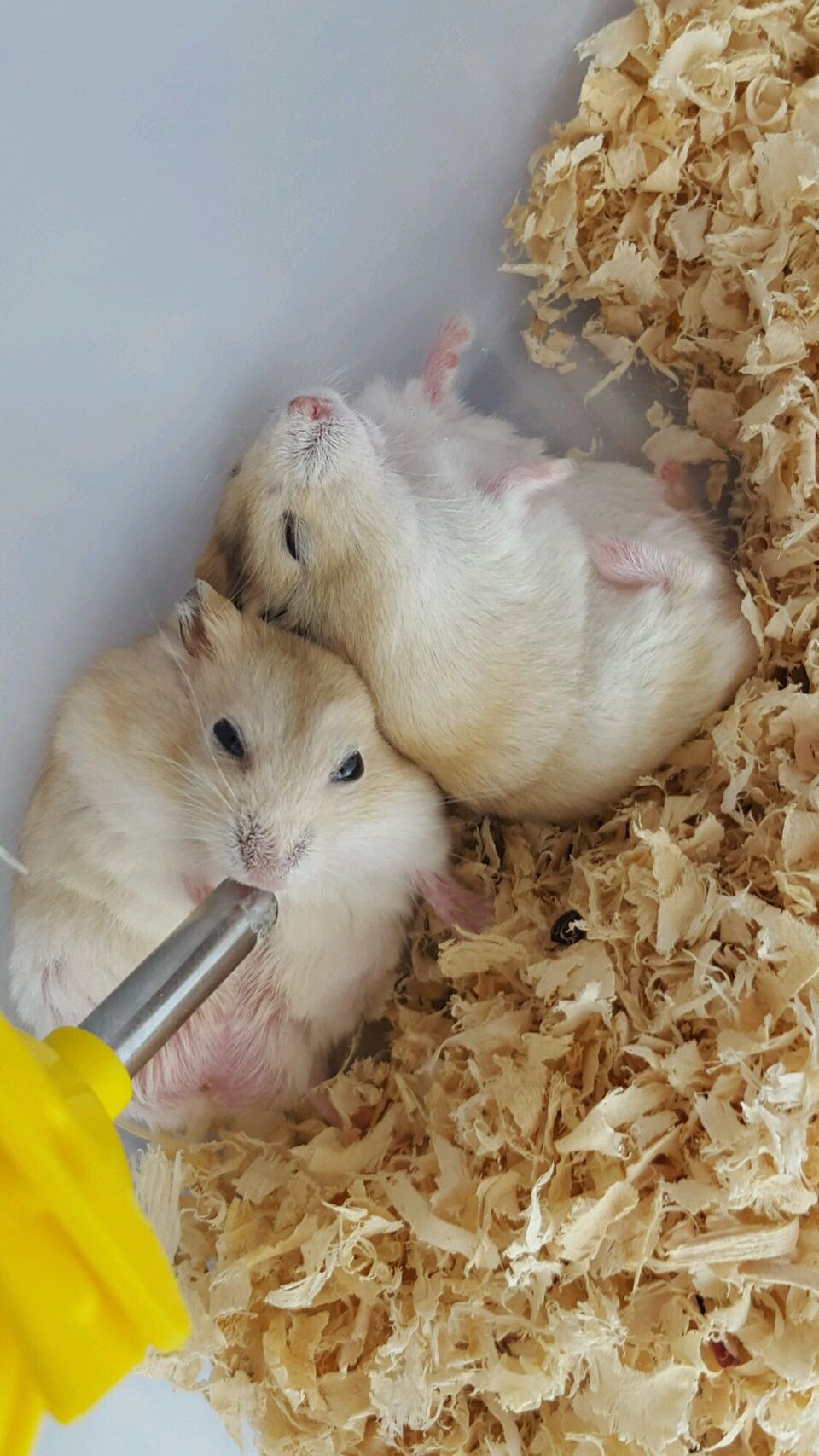 仓鼠一般能生多少只,每个品种的仓鼠都很能生吗