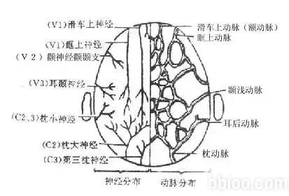 顶部脱发最快的治疗方法,筋膜放松改善脱发