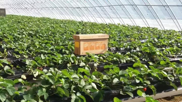 蜜蜂给草莓授粉有危害吗,草莓大棚蜜蜂授粉如何防止撞棚