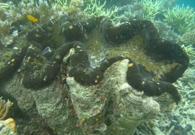 帕劳归来不看海视频,帕劳归来不看海