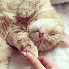 猫爪肉球形状判断猫咪性格,猫咪肉球颜色决定猫咪性格