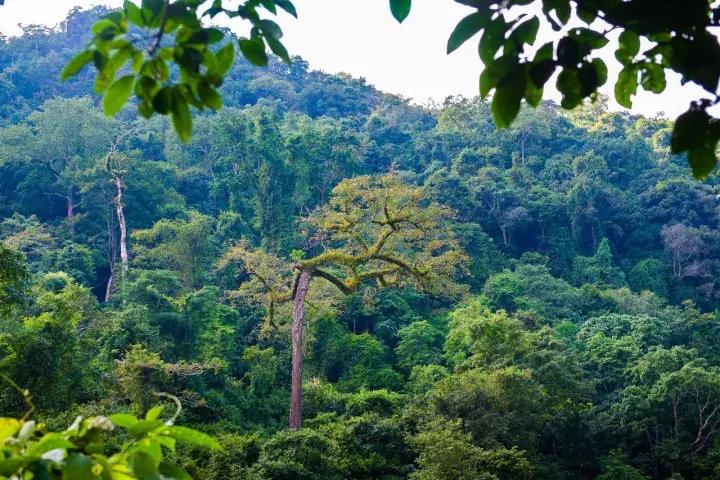 云南冬天的梯田 (云南冬季山坡梯田)