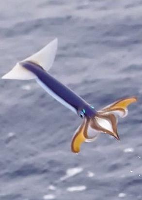 鱿鱼为什么会飞,世界鱿鱼会飞吗