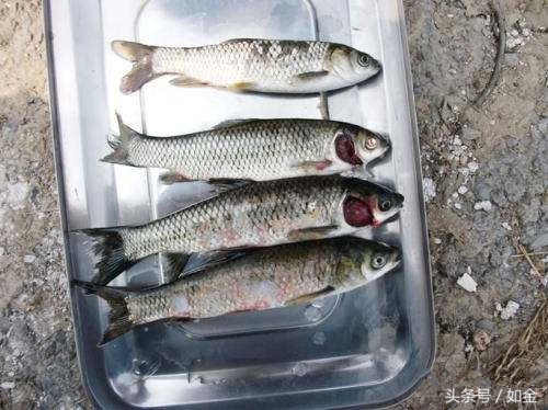 简述烂鳃病的主要症状,烂鳃病症状及防治方法