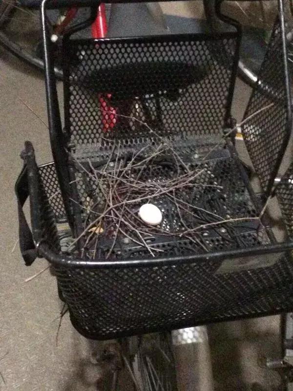 缃戠孩鐑棬娈靛瓙杩戞湡鎺ㄨ崘,缃戠孩鐑棬娈靛瓙鎺ㄨ崘