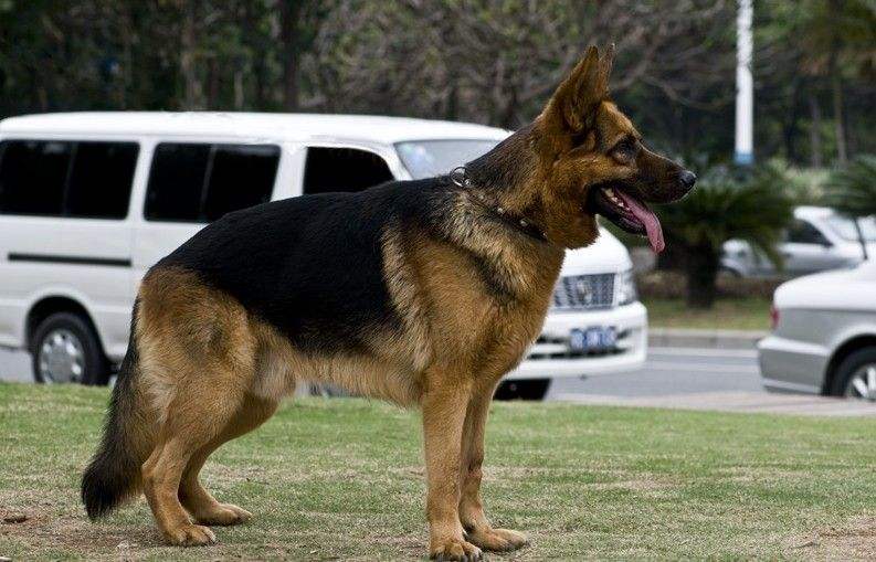 狗狗的品种以及品种的遗传病，*友狗**们要多加注意啊！