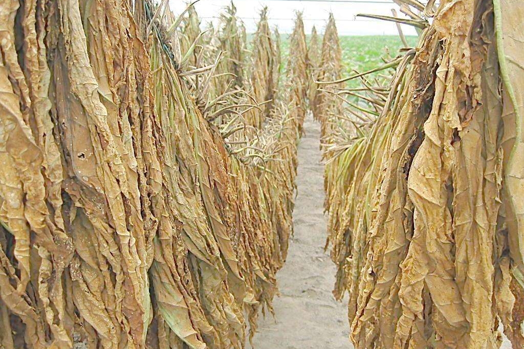 烟醉过后就很难戒烟了吗,吸了几十年烟现在戒烟来得及吗