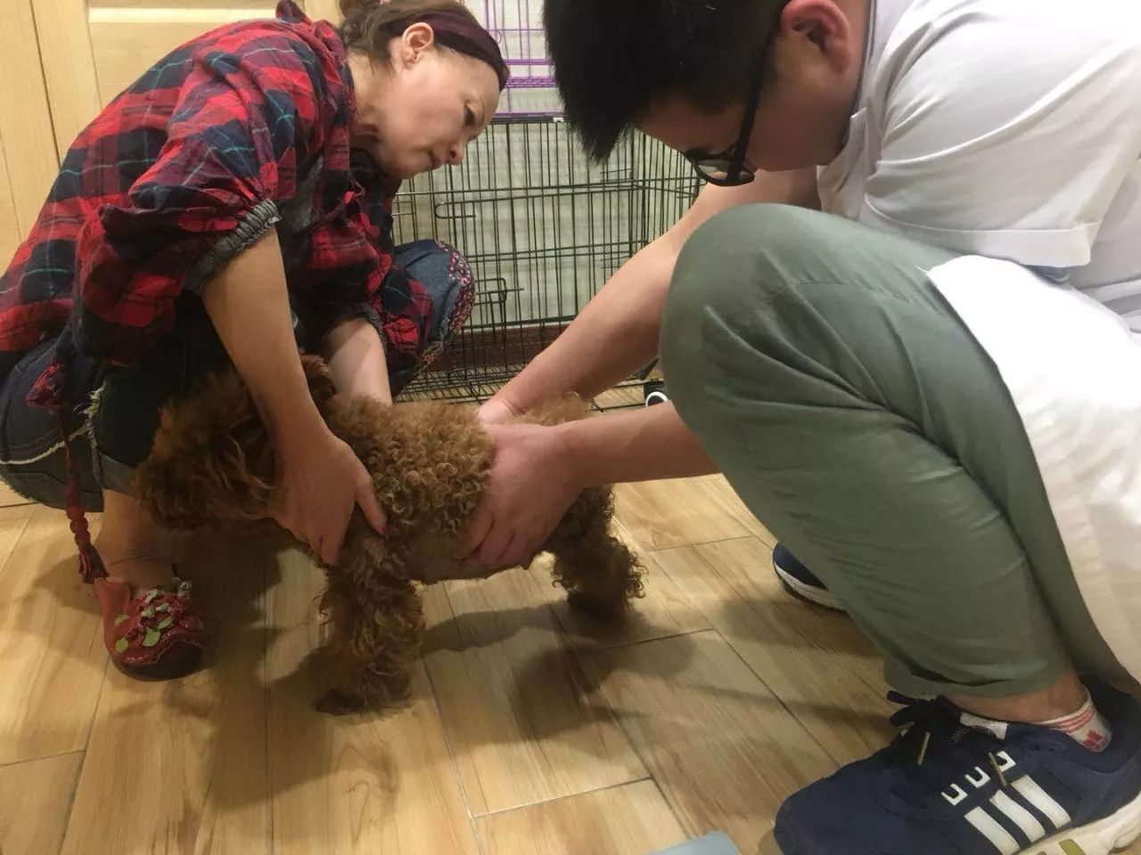 武汉联合动物医院：狗狗剖腹产是怎样的？