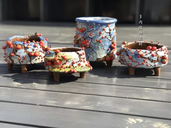 公认最美4种多肉植物图片,2014年上海多肉植物展图片