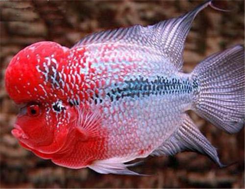 罗汉鱼养殖新手入门,罗汉鱼对鱼缸要求