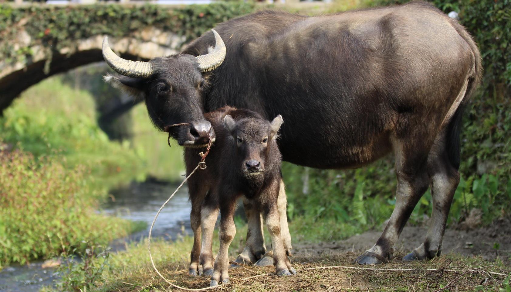 牛有焦虫病应该吃哪些药,牛常见病防治总结