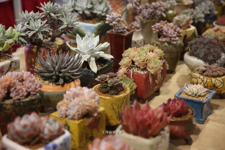 公认最美4种多肉植物图片,2014年上海多肉植物展图片
