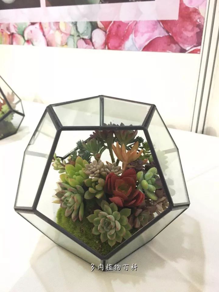 公认最美4种多肉植物图片,2014年上海多肉植物展图片