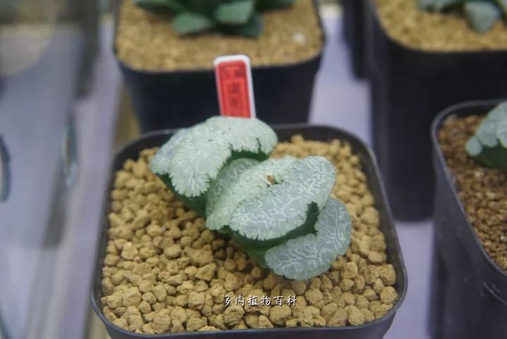 公认最美4种多肉植物图片,2014年上海多肉植物展图片