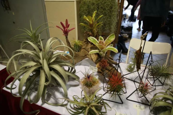 公认最美4种多肉植物图片,2014年上海多肉植物展图片