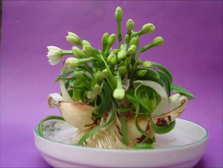 水仙花的造型艺术图片,水仙花的花语传说与诗词鉴赏