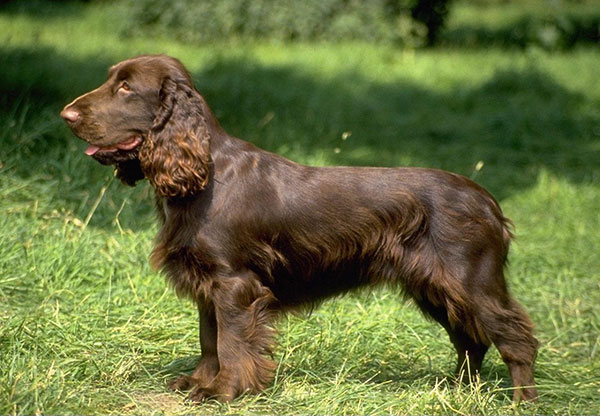 英国可卡犬名字大全集,萌宠狗狗英国可卡犬