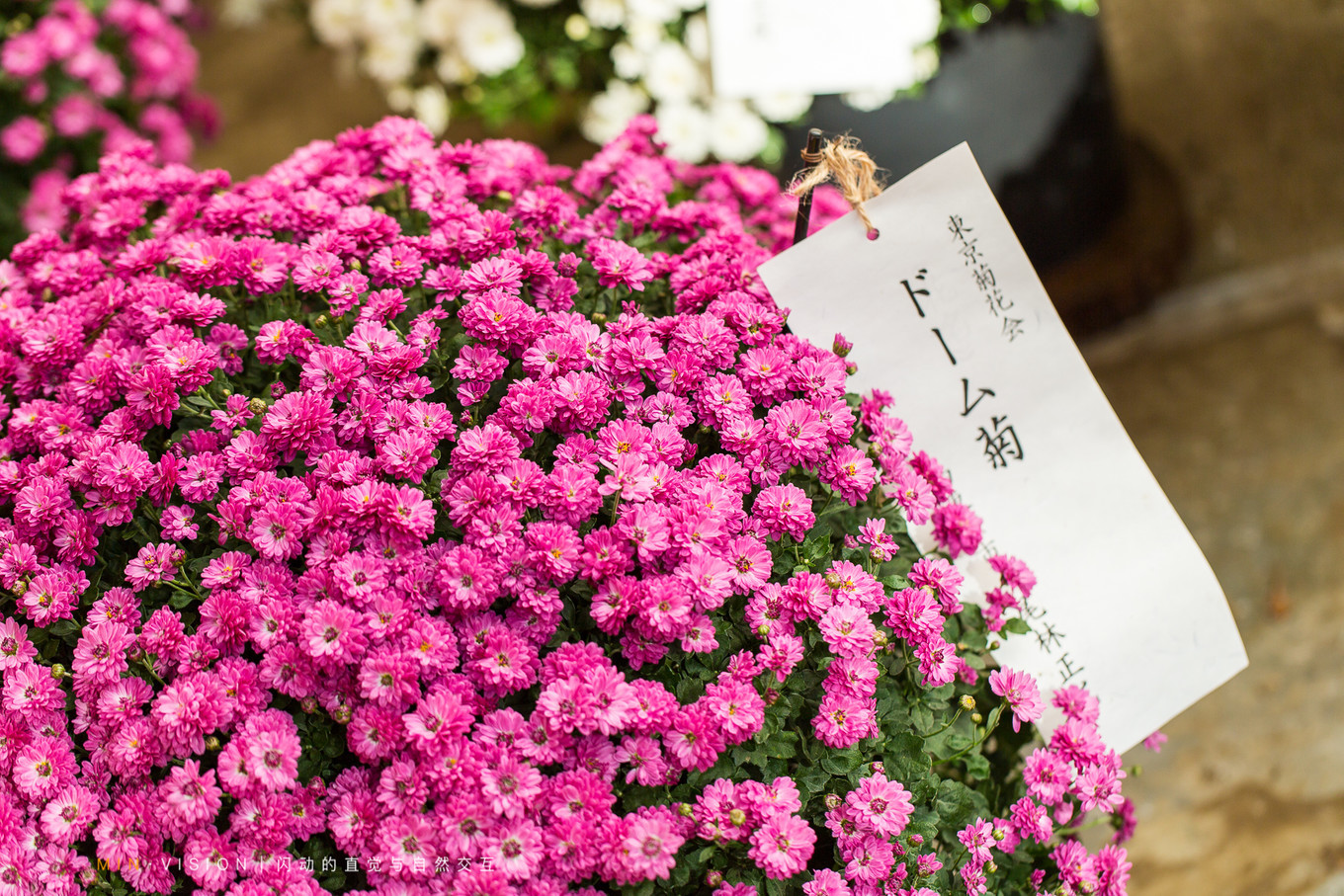 去东京玩用什么攻略,东京攻略东京