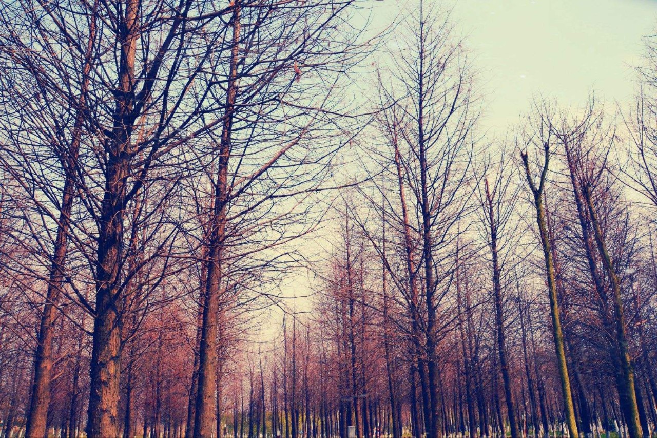 上海松江未来地铁线路图2025超清,上海各区旅游地铁线路图